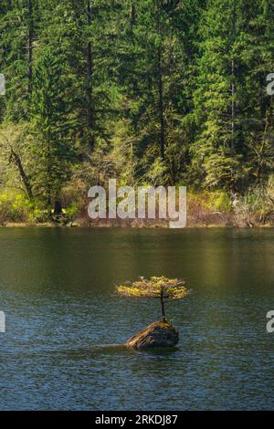 Un piccolo abete di Douglas che cresce su un tronco nel lago Fairy vicino a Port Renfrew, Vancouver Island, British Columbia, Canada. Foto Stock