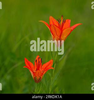 Il Wood Lily fiorì nei fossati della Tall Grass Prairie Reserve vicino a Stuartburn, Manitoba, Canada. Foto Stock