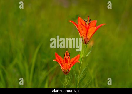 Il Wood Lily fiorì nei fossati della Tall Grass Prairie Reserve vicino a Stuartburn, Manitoba, Canada. Foto Stock