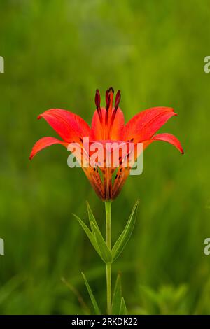 Il Wood Lily fiorì nei fossati della Tall Grass Prairie Reserve vicino a Stuartburn, Manitoba, Canada. Foto Stock