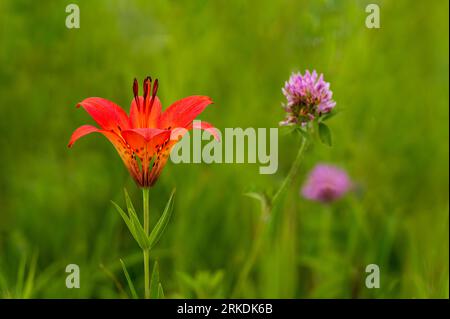 Il Wood Lily fiorì nei fossati della Tall Grass Prairie Reserve vicino a Stuartburn, Manitoba, Canada. Foto Stock