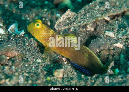 Shrimpgoby variabile, Cryptocentrus fasciatus, guardia per ingresso buco, sito di immersione Jari Jari, stretto di Lembeh, Sulawesi, Indonesia Foto Stock