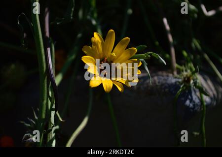 Una Dimorphotheca sinuata margherita africana gialla che fiorisce in un letto da giardino rustico con cemento e fogliame verde. Foto Stock