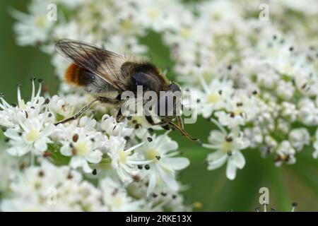 Primo piano naturale su una mosca con drone Blacklet Bumblebee, Cheilosia illustrata che si nutre di piante bianche, pastinaca di mucca, fiori Foto Stock