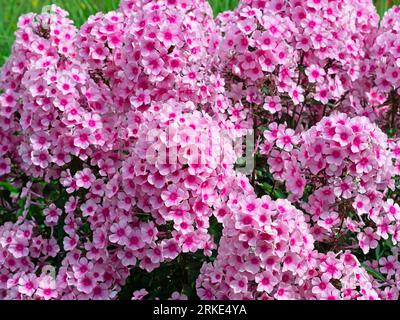 Primo piano dei fiori di Phlox paniculata Miss Pepper Foto Stock