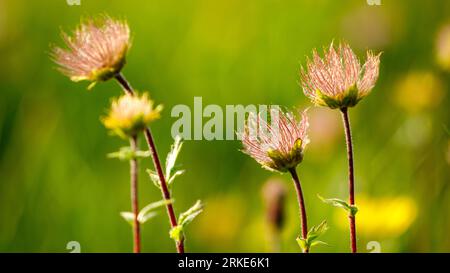 Il fiore selvatico Nelkenwurz nei carpazi Foto Stock