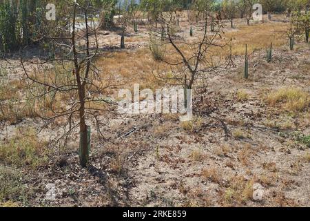 Trapiche, Spain. 24th Aug, 2023. Plants with burnt leaves supported by drip irrigation on a farm in the municipality of Trapiche in the Axarquia region. The Junta de Andalucía has limited consumption to 1,500 cubic meters per hectare; at this time of year, 4,000 cubic meters would be needed. The water from the desalination plants on the coast is expensive and insufficient for the crops' needs. In addition, the treatment plants still need to improve their piping system. Credit: Felipe Passolas/dpa/Alamy Live News Stock Photo