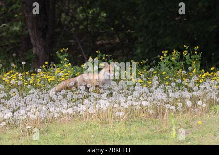 Ezo Red Fox o Vulpes vulpes Hokkaido, Giappone Foto Stock