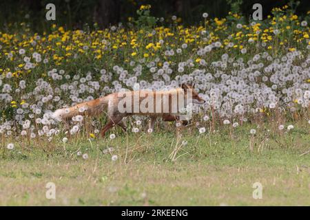 Ezo Red Fox o Vulpes vulpes Hokkaido, Giappone Foto Stock