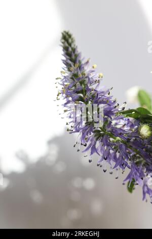 macro di veronica spicata fiore selvatico Foto Stock