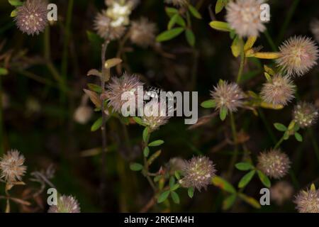 Megachile centuncularis Patchwork leafcutter ape in prato selvatico su fiore di origano Foto Stock