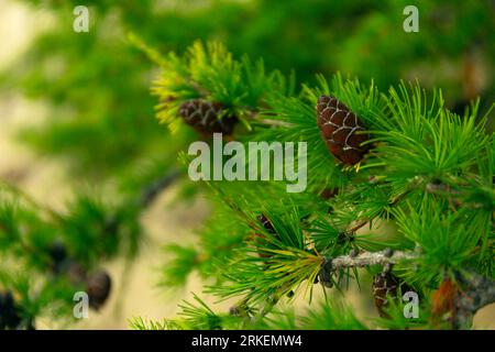 Baikal Larch Pine Cones Close Up sfondo morbido Foto Stock