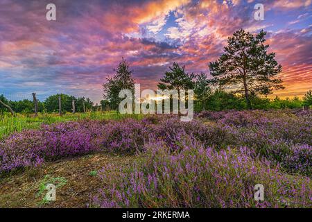 Alba in estate in Germania. Heather in Bloom. fiori viola di piante nel paesaggio con nuvole colorate sul cielo al mattino. Heathland Foto Stock