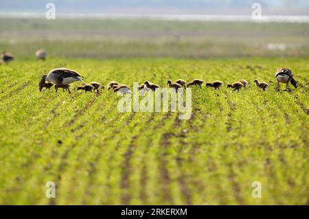 Bildnummer: 55287969 Datum: 24.04.2011 Copyright: imago/Xinhua (110425) -- APETLON, 25 aprile 2011 (Xinhua) -- Greylag Goose e i loro giovani sono visti vicino ad Apetlon nel parco nazionale Neusiedler SEE-Seewinkel, Austria, 24 aprile 2011. (Xinhua/Xu Liang) (xhn) AUSTRIA-APETLON-ENVIRONMENT PUBLICATIONxNOTxINxCHN Tiere Feld kbdig xub 2011 quer o0 Enten, Küken, Entenfamilie, Nachwuchs, Jungtiere Bildnummer 55287969 Data 24 04 2011 Copyright Imago XINHUA Apetlon aprile 25 2011 XINHUA Greylag Goose e il loro giovane Lago di Sewinler Austria Foto Stock