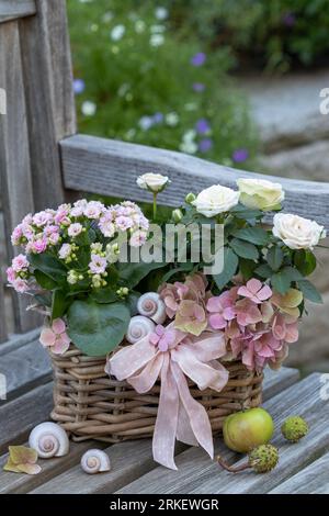 katy fiammeggiante rosa pallido e rosa nel cestino come decorazione floreale Foto Stock