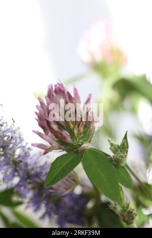 fuoco selettivo fiori selvatici in un vaso di vetro al sole Foto Stock