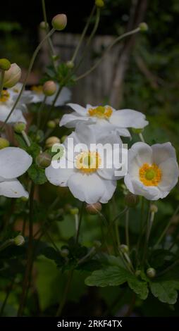 Anemone x hybrida al confine estivo Foto Stock