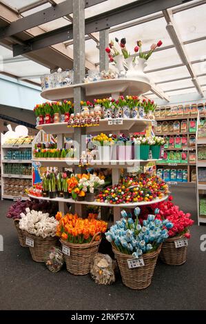 Tulipani in vendita a Bloemenmarkt, mercato galleggiante dei fiori sul canale Singel, Amsterdam, Paesi Bassi Foto Stock