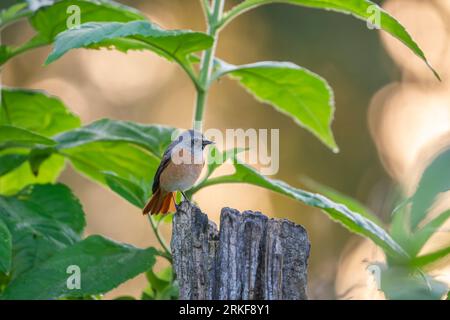 arrossamento comune al mattino Foto Stock