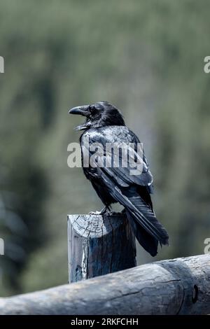 Un selvaggio corvo americano seduto su un palo nel parco nazionale di Yellowstone, Wyoming. Foto Stock