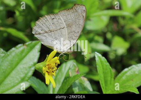 Splendida vista frontale di una farfalla grigia Pansy (Junonia Atlites) che cerca di raccogliere nettare da un fiore di margherita di Singapore Foto Stock