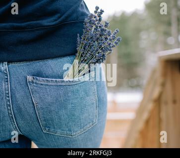 un mucchio di lavendar nella tasca posteriore di una donna dei jeans di levi Foto Stock