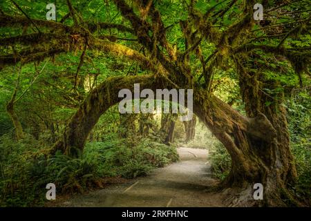 Hall of Moses all'Olympic National Park, Washington Foto Stock