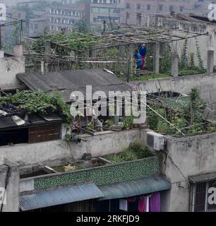 Bildnummer: 55427514 Datum: 02.06.2011 Copyright: imago/Xinhua (110604) -- CHONGQING, 4 giugno 2011 (Xinhua) -- Un cane è raffigurato tra le piante sul tetto di un edificio residenziale a Chongqing, nel sud-ovest della Cina, 2 giugno 2011. Nonostante lo spazio ristretto nella città collinare, i cittadini di Chongqing sfruttano appieno lo spazio sui tetti dove i giardini sono costruiti con piante verdi, fiori e verdure, che appare lo scenario unico della città. Di gran lunga, la copertura verde della città ha raggiunto il 37%. (Xinhua/Liu Jie) (hdt) CHINA-CHONGQING-ENVIRONMENT (CN) PUBLICATIONxNOTxINxCHN Gesells Foto Stock