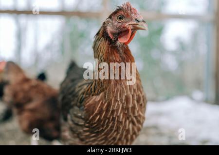 Pollo curioso che guarda la macchina fotografica all'interno del Coop Foto Stock