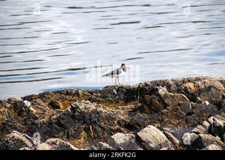 A black and white Oystercatcher bird is perched atop a large, gray rock located near a body of water Stock Photo