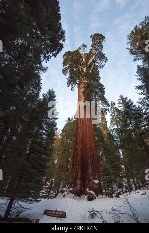 The General Grant sequoia Trees al King's Canyon National Park, CALIFORNIA. Foto Stock