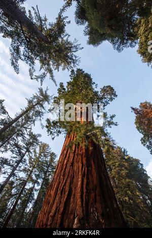 Alberi di sequoia giganti al King's Canyon National Park, California. Foto Stock