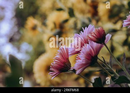 Il colore dei crisantemi rosa e giallo in una fattoria di fiori. Foto Stock