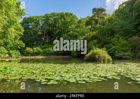 Abbots Pool è circondata da boschi, una riserva naturale locale a Abbots Leigh, North Somerset, Inghilterra. Foto Stock