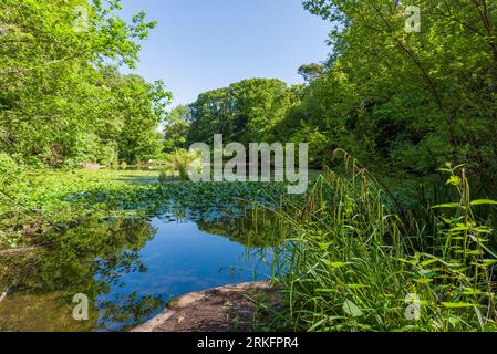 Abbots Pool è circondata da boschi, una riserva naturale locale a Abbots Leigh, North Somerset, Inghilterra. Foto Stock