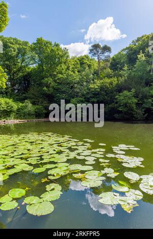 Abbots Pool è circondata da boschi, una riserva naturale locale a Abbots Leigh, North Somerset, Inghilterra. Foto Stock