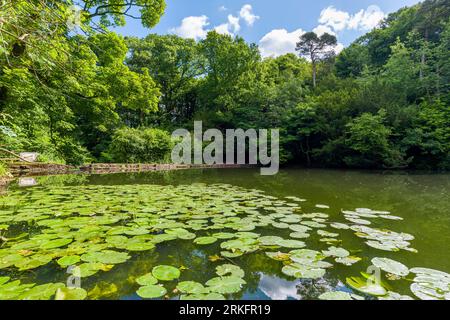 Abbots Pool è circondata da boschi, una riserva naturale locale a Abbots Leigh, North Somerset, Inghilterra. Foto Stock