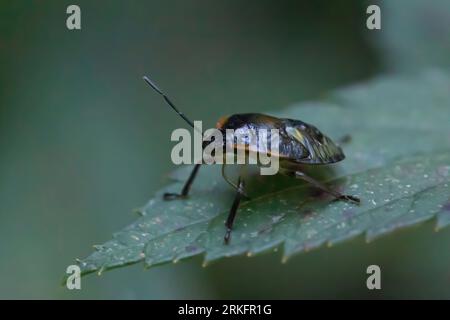 Giovane cimice verde puzzolente, genere chinavia, famiglia Pentatomidae su uno ione di foglie spirea un pomeriggio d'estate a Taylors Falls, Minnesota USA. Foto Stock