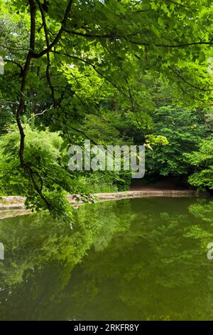 Abbots Pool è circondata da boschi, una riserva naturale locale a Abbots Leigh, North Somerset, Inghilterra. Foto Stock