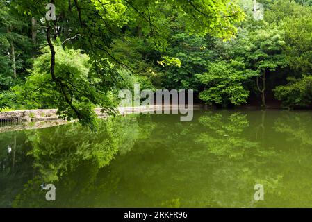 Abbots Pool è circondata da boschi, una riserva naturale locale a Abbots Leigh, North Somerset, Inghilterra. Foto Stock