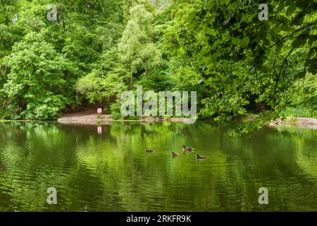 Abbots Pool è circondata da boschi, una riserva naturale locale a Abbots Leigh, North Somerset, Inghilterra. Foto Stock