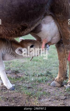 A young cow drinking milk from udder. Foto Stock