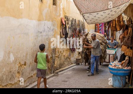 Un mulo utilizzato per il trasporto e la consegna di carichi pesanti nelle strette strade di Fez el Bali, la vecchia medina di Fez, in Marocco, Nord Africa. Foto Stock