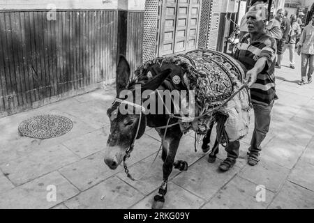 Un mulo utilizzato per il trasporto e la consegna di carichi pesanti nelle strette strade di Fez el Bali, la vecchia medina di Fez, in Marocco, Nord Africa. Foto Stock