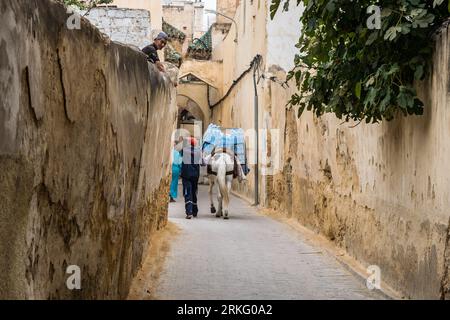 Un mulo utilizzato per il trasporto e la consegna di carichi pesanti nelle strette strade di Fez el Bali, la vecchia medina di Fez, in Marocco, Nord Africa. Foto Stock