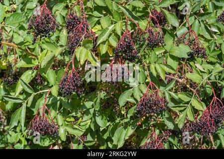 Vista ravvicinata di grappoli di bacche nere e fogliame verde di arbusto sambucus nigra, noto anche come sambuco nero o sambuco alla luce del sole Foto Stock