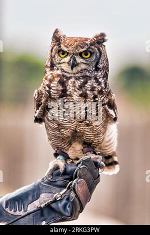 A person with a majestic owl perched on their forearm is shown in closeup Stock Photo