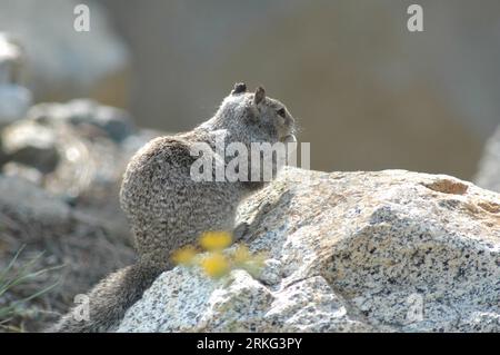 A small, grey squirrel perched atop a grey rock Stock Photo