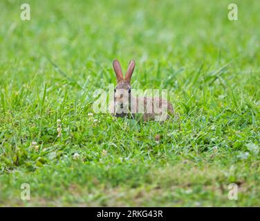 Un giovane coniglio orientale a coda di cotone che si trova in un prato di lussureggiante erba verde. Foto Stock