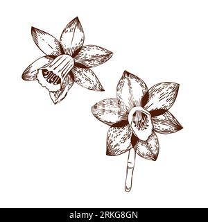 Vector illustration. Narcissus flowers drawn on a tablet in dark brown vector on a white background. For the design of postcards, invitations, for the Illustrazione Vettoriale